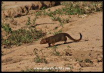Slender Mongoose (photo by Joubert)