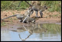 Vervet Monkey at Kumasinga