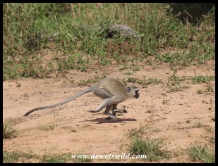 Vervet Monkey at Kumasinga (photo by Joubert)
