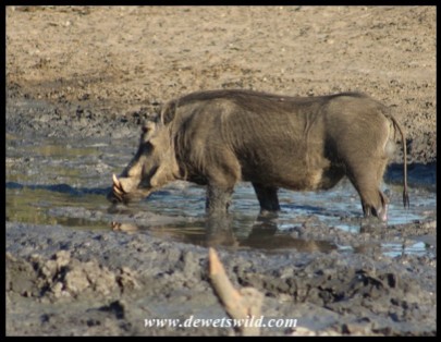 Speding time at the spa is thirsty work for this Warthog
