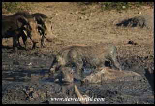 Wallowing Warthogs (photo by Joubert)
