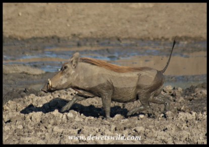 Warthog just had her turn in the mud spa (photo by Joubert)