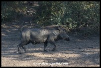 Warthog after a satisfying mud treatment (photo by Joubert)