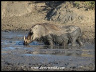 Warthog enjoying his turn in the mud