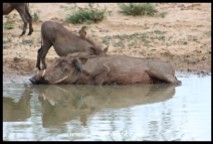 Warthogs wallowing
