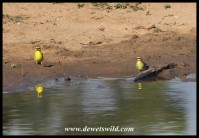 Yellow-fronted Canaries