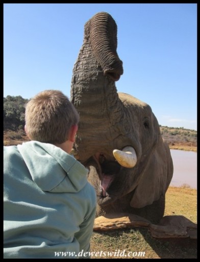 Joubert interacting with an elephant at African Hills Safari Lodge, June 2022
