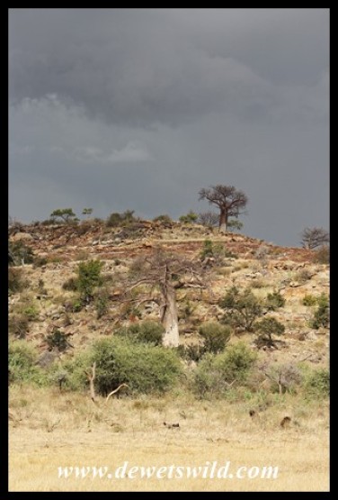 Baobabs on a hillside with dark clouds looming