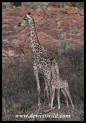 Newly born Giraffe calf with its mother