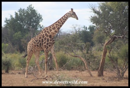 Giraffe (photo by Joubert)