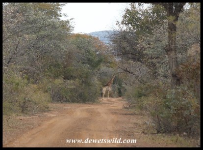 Giraffe on the Kwaggasvlakte near Bontle in the Marakele National Park