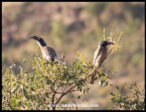African Grey Hornbills