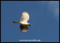 African Grey Hornbill in flight (photo by Joubert)