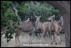 Kudu Cows