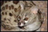 Large-spotted Genet (photo by Joubert)