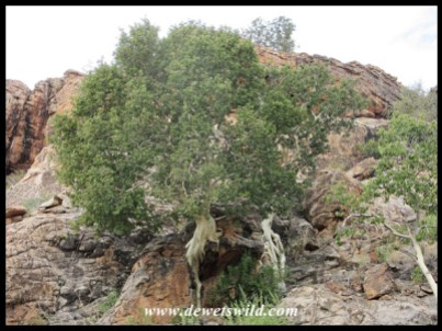 Large-leaved Rock Figs