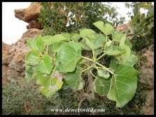 Large-leaved Rock Fig leaves