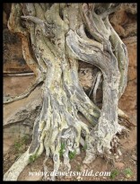 Large-leaved Rock Fig roots and trunk