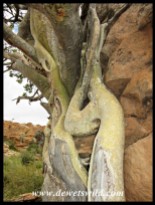 Large-leaved Rock Fig roots