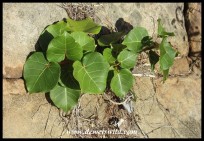 A small Large-leaved Rock Fig getting a grip on its rocky substrate