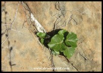 A small Large-leaved Rock Fig getting a grip on its rocky substrate
