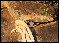 A yellow-spotted Rock Hyrax hiding in a crevice secured by the roots of a Large-leaved Rock Fig