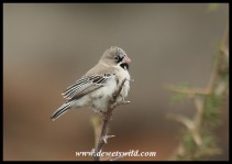 Scaly-feathered Finch