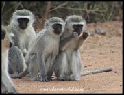 Vervet Monkeys gossiping (photo by Joubert)