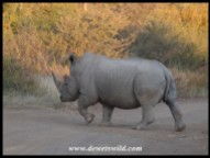 White Rhino in Marakele National Park