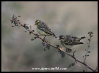 Yellow-fronted Canaries