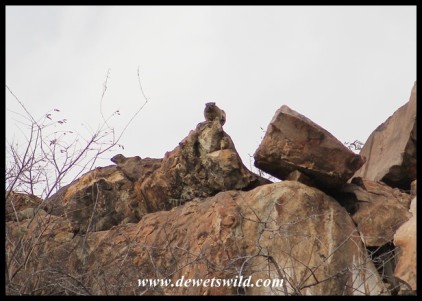 Yellow-spotted Rock Hyraxes