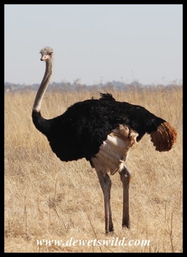 Male ostrich