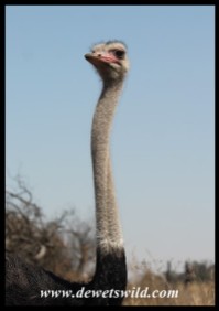 Male ostrich eyeing us from above