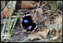 Blue Pansy butterfly