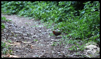 Male Buff-spotted Flufftail crossing a path on the Igwalagwala Trail