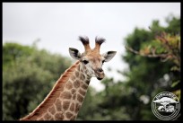 Giraffe youngster
