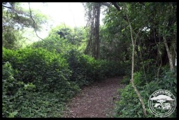 Igwalagwala Forest Trail