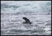 Male Subantarctic Fur Seal on the shore at Cape Vidal after a heavy storm