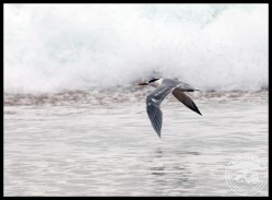 Lesser Crested Tern in low-level flight