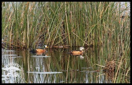 African Pygmy Geese (photo by Niel de Wet)