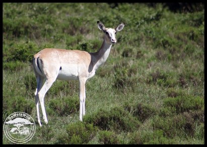 White-flanked Impala ewe (an aberrant colour variation)