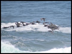 Cape Cormorants in flight