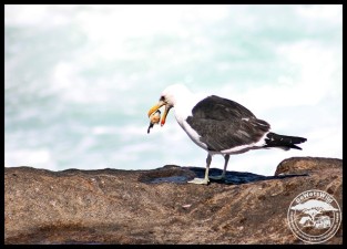 Kelp Gull feasting on stolen bait