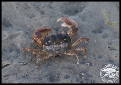 Shore Crab (photo by Joubert)