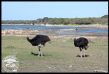 Male Ostriches