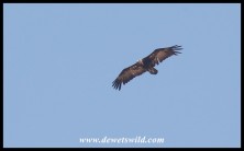 Hooded Vulture (photo by Joubert)