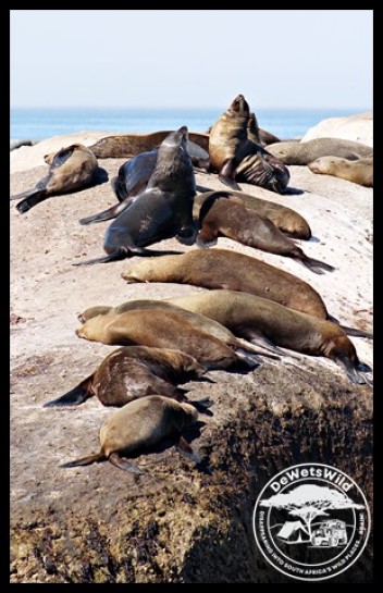 Seal colony on Duiker Island