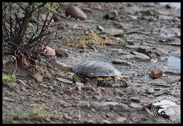 A Marsh Terrapin that emerged during the rains in the Karoo