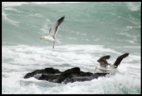 Kelp Gulls facing the waves