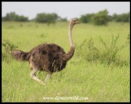 Ostrich female